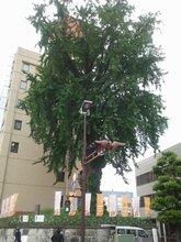 大銀杏